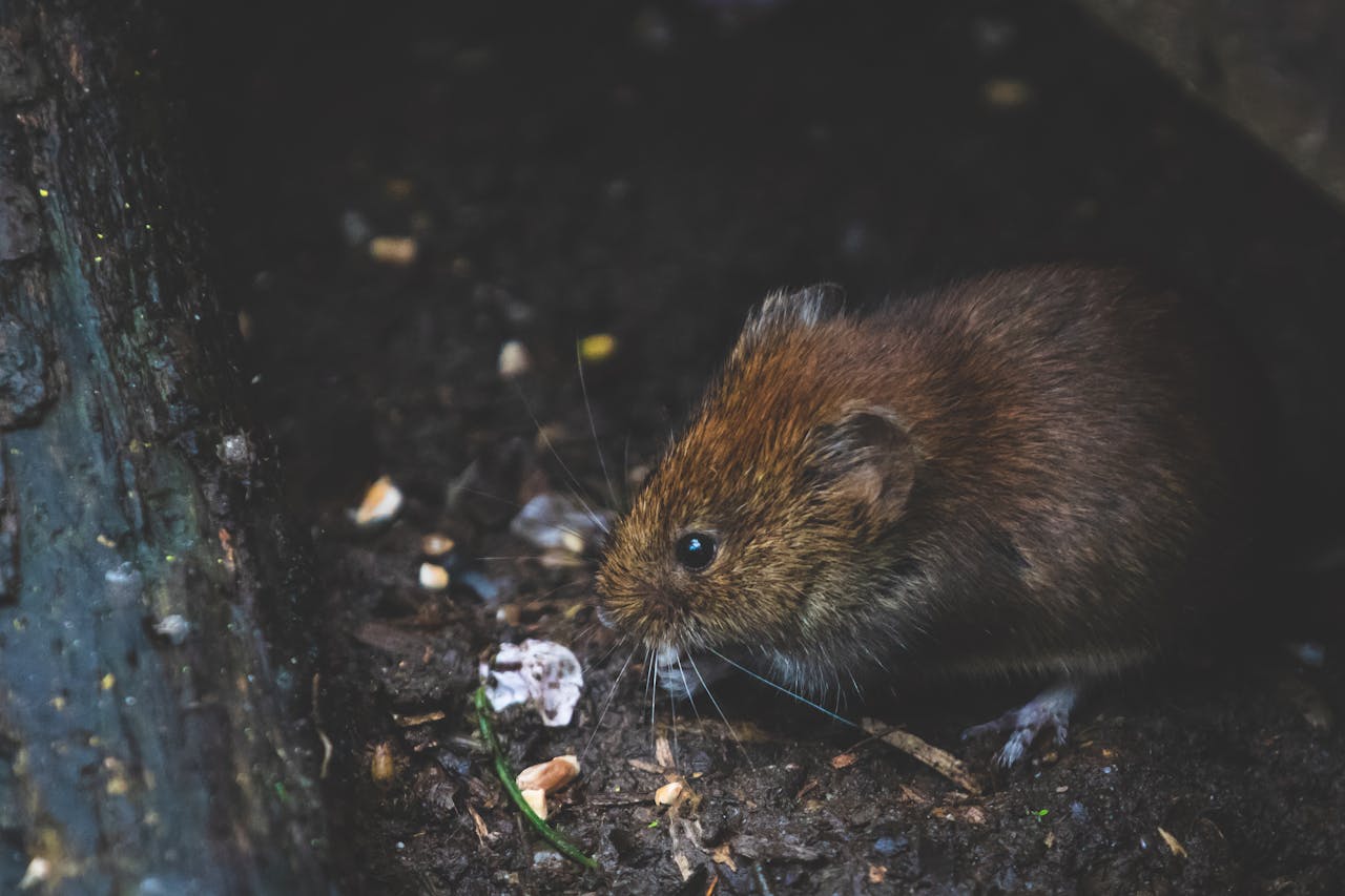 Mastering the First Impression: Your intriguing post title goes here Close-up of a bank vole exploring forest floor, showcasing its natural habitat.